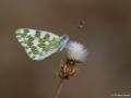 Pontia edusa (Yeni Beneklimelek)