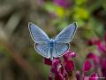 Glaucopsyche alexis (Karagözmavisi)