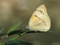 Colotis fausta (Mezopotamya Kolotisi)