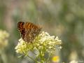 Melitaea phoebe (Benekli Büyük İparhan)