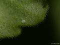 Cacyreus marshalli (Geranium Esmeri)