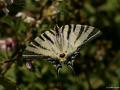 Iphiclides podalirius (Erik Kırlangıçkuyruğu)