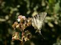 Iphiclides podalirius (Erik Kırlangıçkuyruğu)