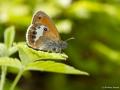 Coenonympha arcania (Funda Zıpzıp Perisi)