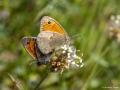 Coenonympha pamphilus (Küçük Zıpzıp Perisi)
