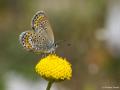 Plebejus argus (GümüşLekeli Esmergöz)