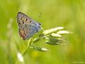 Lycaena alciphron (Büyük Morbakırgüzeli)