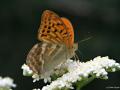 Argynnis paphia (Cengaver)