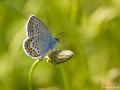 Plebejus argus (GümüşLekeli Esmergöz)