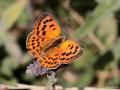 Lycaena ottomanus (Osmanlıateşi)