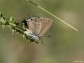 Satyrium abdominalis (Sevbeni)