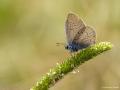 Polyommatus semiargus (Mazarinmavisi)