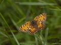 Melitaea phoebe (Benekli Büyük İparhan)