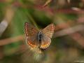 Polyommatus agestis (Çokgözlü Esmer)