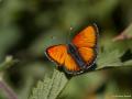 Lycaena candens (Ateşbakırgüzeli)