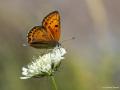 Lycaena candens (Ateşbakırgüzeli)