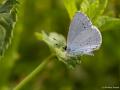 Celastrina argiolus (Kutsalmavi)