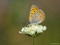 Lycaena candens (Ateşbakırgüzeli)