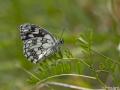 Melanargia galathea (Ormanmelikesi)