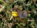 Polyommatus icarus (Çokgözlü Mavi)