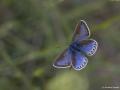 Polyommatus amandus (Çokgözlü Amanda)