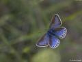 Polyommatus amandus (Çokgözlü Amanda)