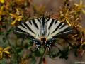 Iphiclides podalirius (Erik Kırlangıçkuyruğu)