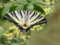 Iphiclides podalirius (Erik Kırlangıçkuyruğu)