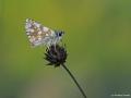 Spialia orbifer (Kızıl Zıpzıp)