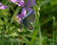 Polyommatus icarus (Çokgözlü Mavi)