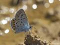 Plebejus argus (GümüşLekeli Esmergöz)