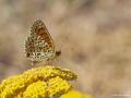 Melitaea phoebe (Benekli Büyük İparhan)