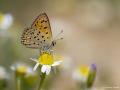 Lycaena kefersteinii (Alevateşgüzeli)