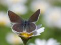 Polyommatus cornelius (Çokgözlü Küçük Turanmavisi)