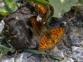 Melitaea collina (Hataylı İparhan)