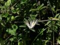 Iphiclides podalirius (Erik Kırlangıçkuyruğu)