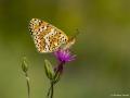 Melitaea collina (Hataylı İparhan)