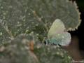 Callophrys mystaphia (Işgınzümrütü, Minikzümrüt)