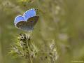 Polyommatus bellargus (Çokgözlü Gökmavisi)