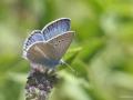Polyommatus iphigenia (Çokgözlü İfigenya)