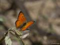 Lycaena asabinus (Anadolu Ateşgüzeli)