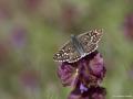 Pyrgus sidae (Sarıbandlı Zıpzıp)