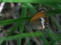 Coenonympha arcania (Funda Zıpzıp Perisi)