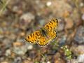 Melitaea collina (Hataylı İparhan)