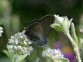 Satyrium ilicis (Büyük Sevbeni)