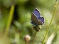 Polyommatus antiochenus (Hatay