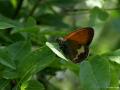 Coenonympha arcania (Funda Zıpzıp Perisi)