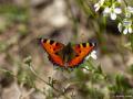 Aglais urticae (Aglais)
