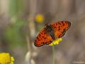 Melitaea  syriaca ()
