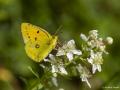 Colias crocea (Sarıazamet)